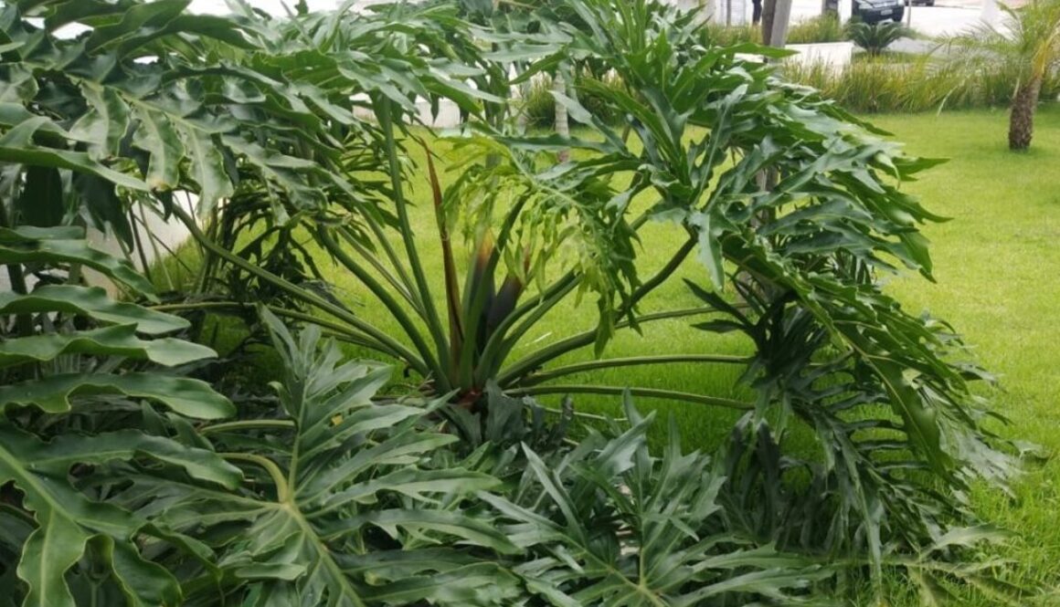 arteverdecor-design-paisagismo-manutencao-areas-verdes-6-1