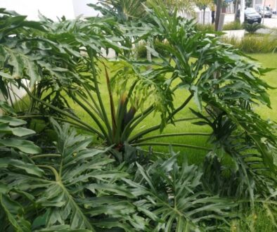 arteverdecor-design-paisagismo-manutencao-areas-verdes-6-1