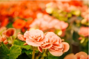 begonias, primavera