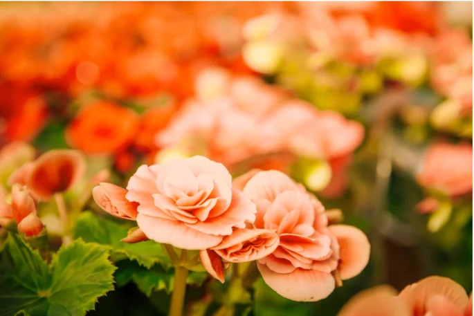 begonias, primavera