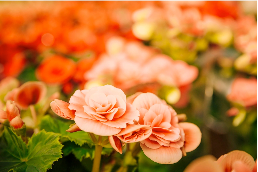 begonias, primavera