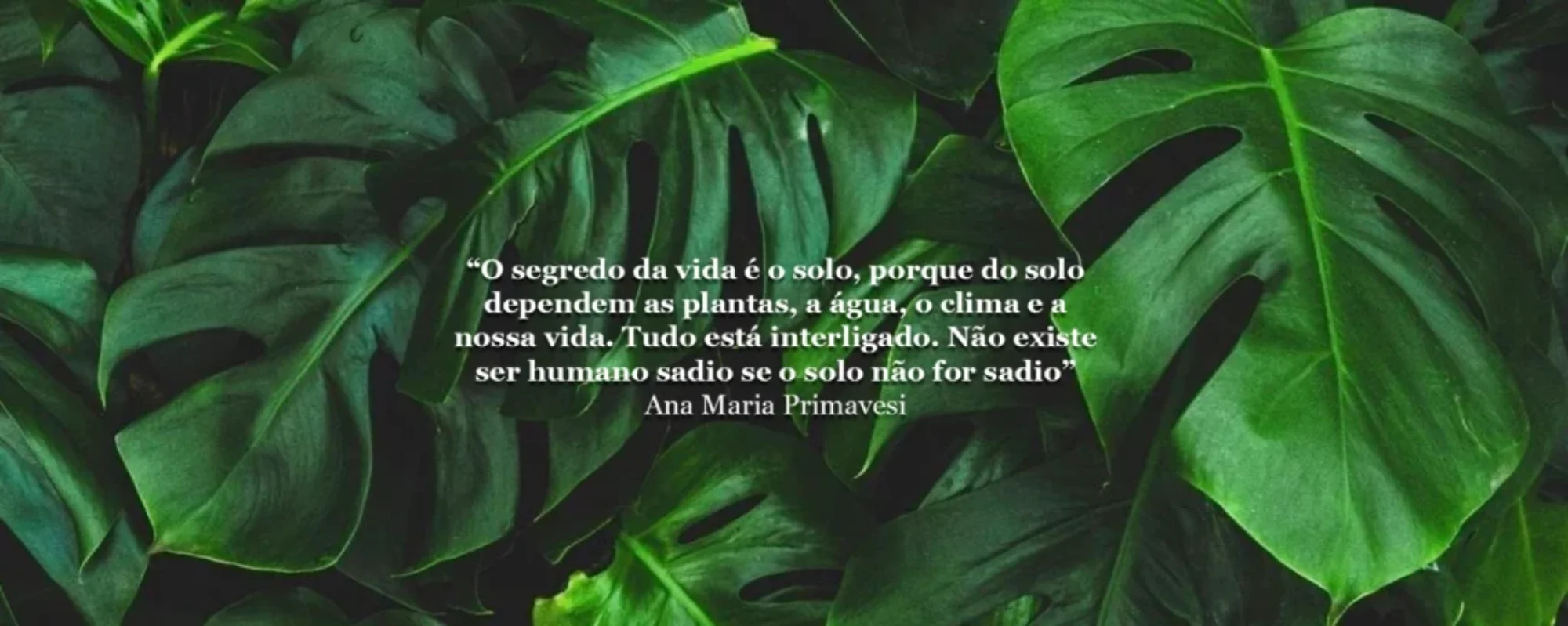 O segredo da vida é o solo, porque do solo dependem as plantas, a água, o clima e a nossa vida. Tudo está interligado. Não existe ser humano sadio se o solo não for sadio” . Ana Maria Primavesi
