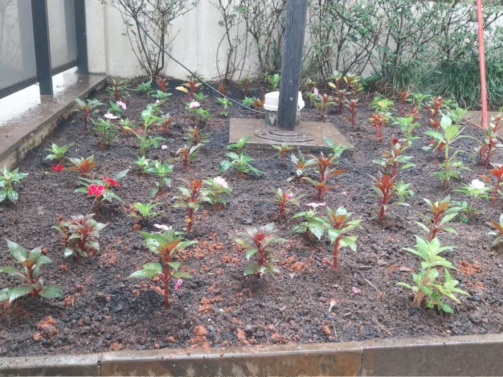 plantio de flores num jardim