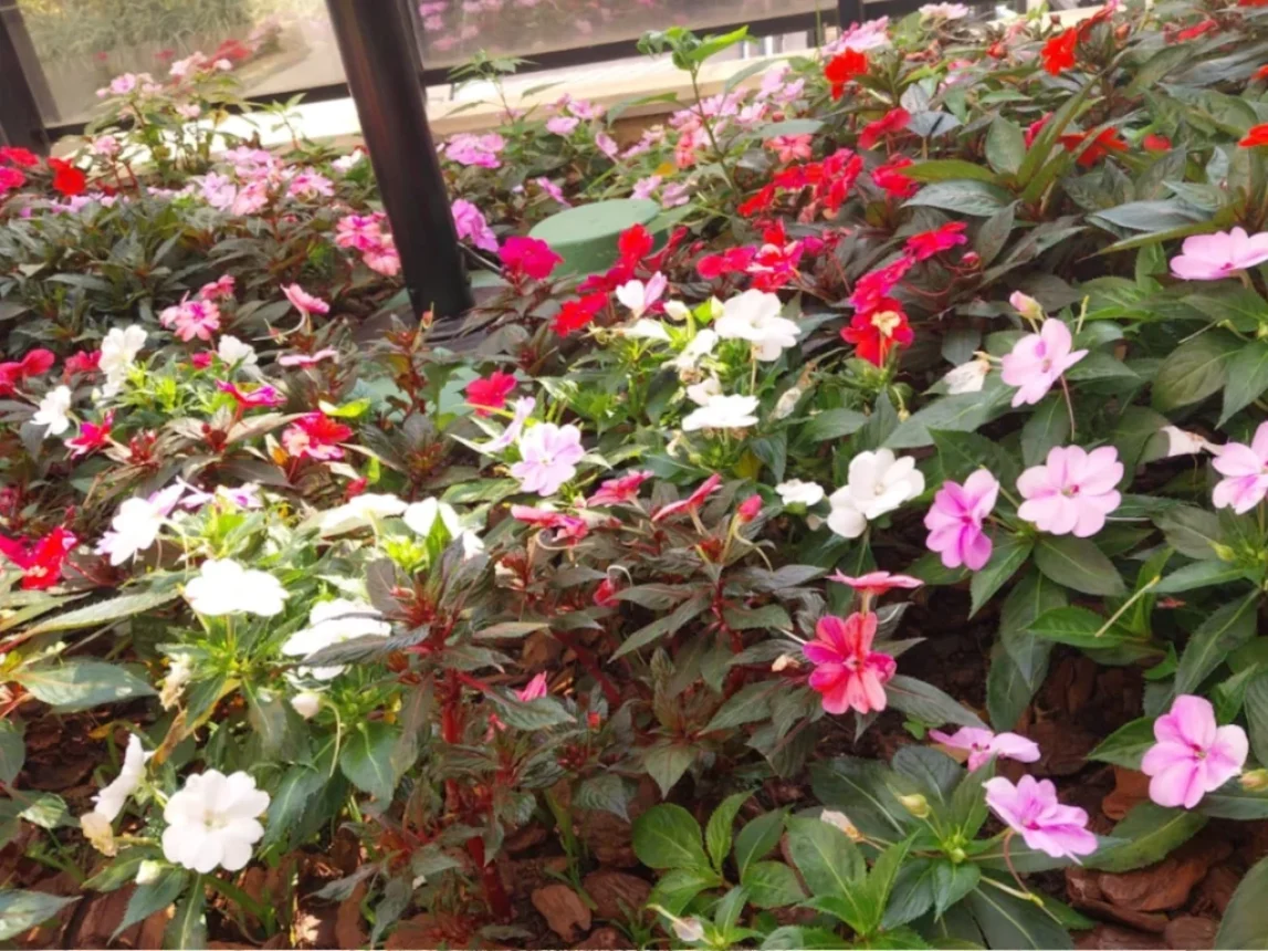 Manutenção de jardim