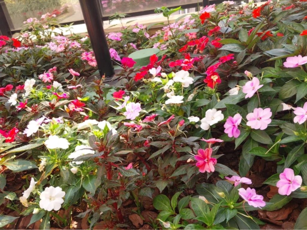 jardim com flores brancas, vermelhas e rosas