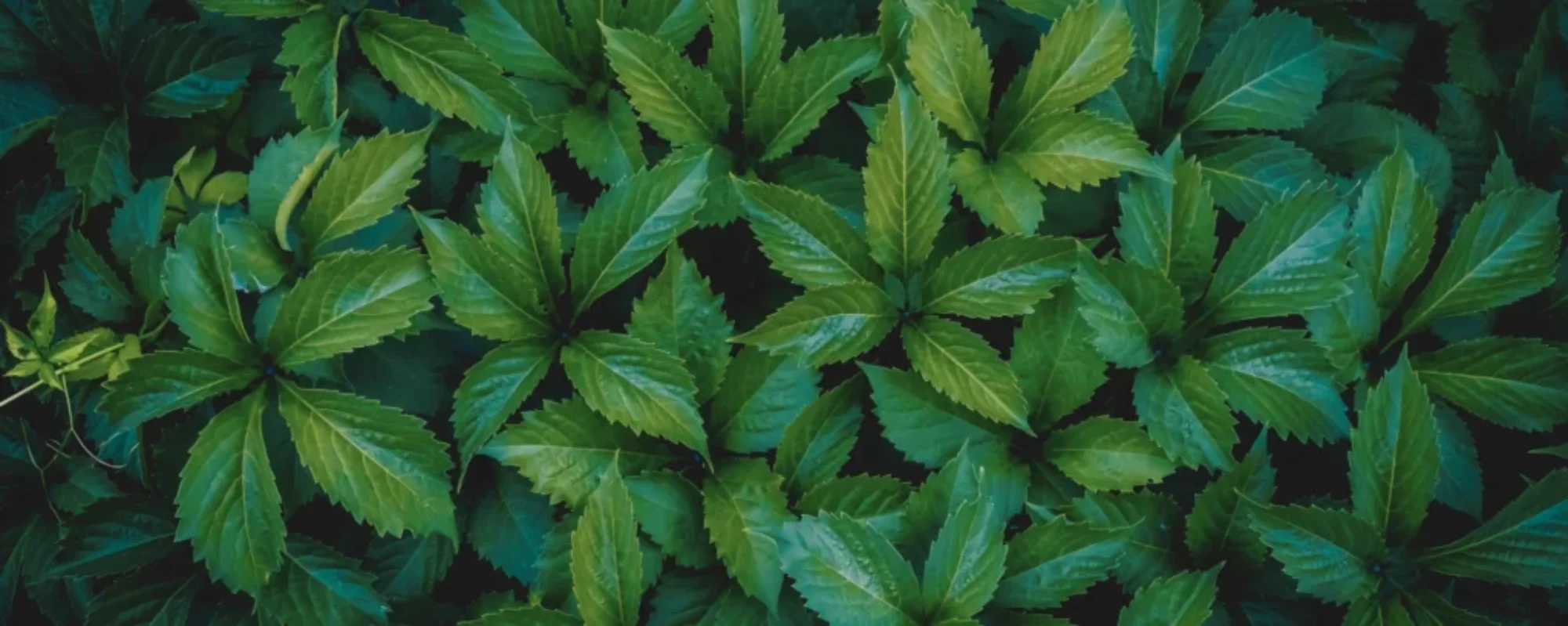 Transforme o seu microclima e recupere o seu bem-estar